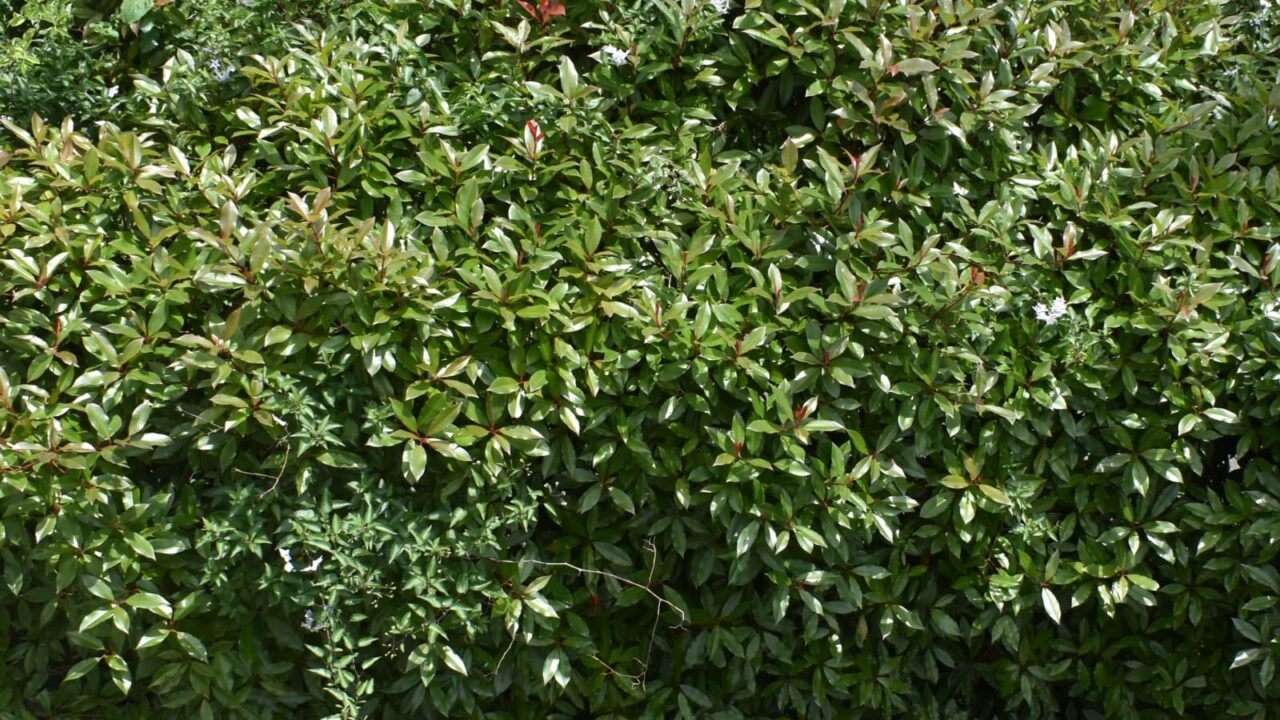 レッドロビン新緑20220522-1