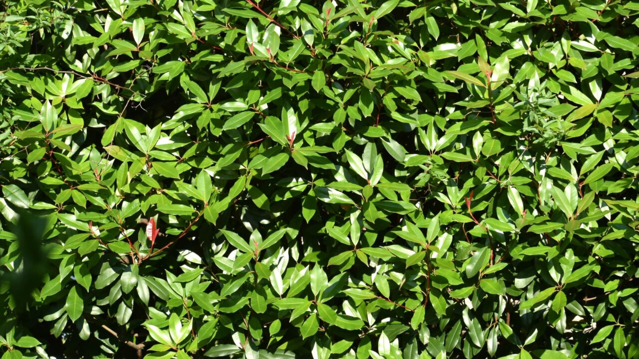 レッドロビン新緑20220522