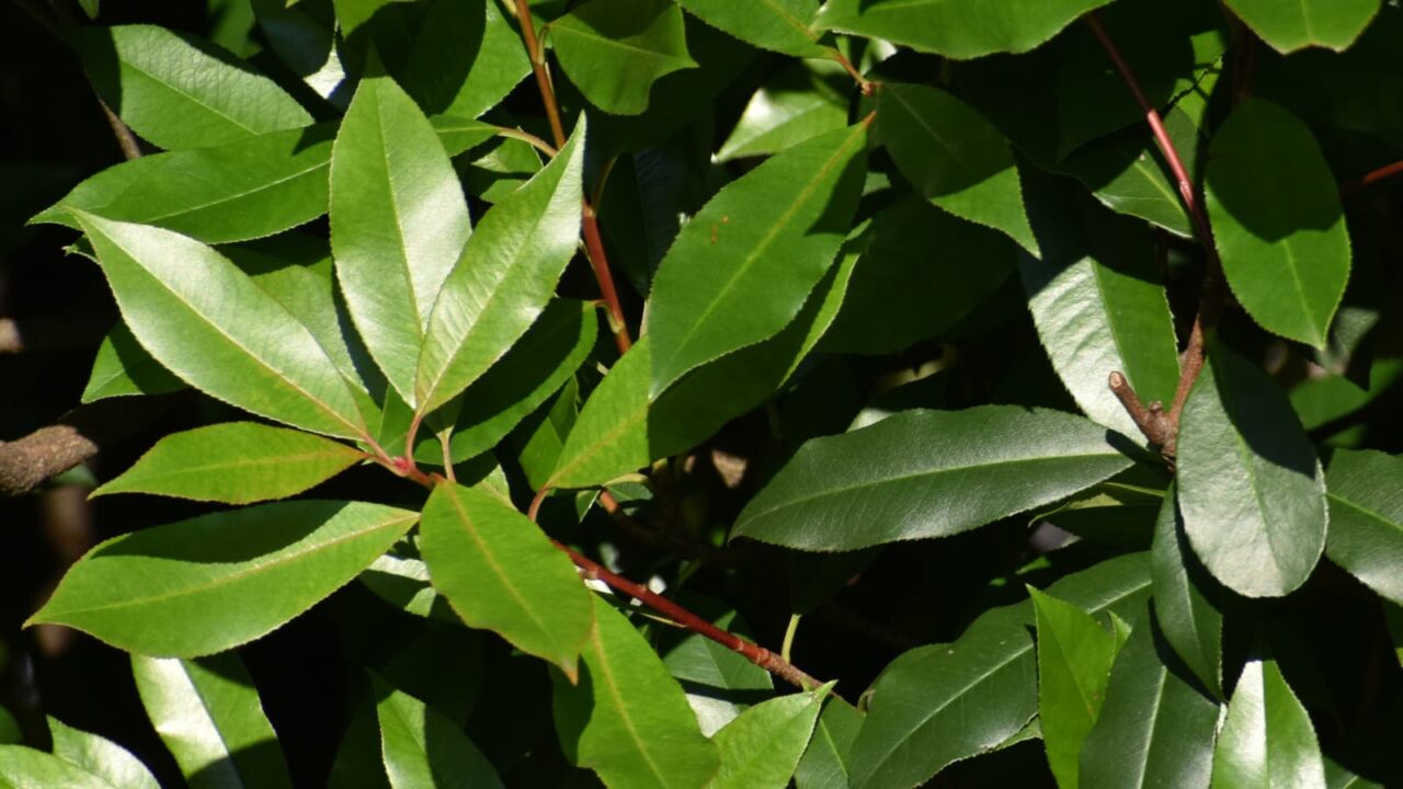 レッドロビン新緑20220522-2