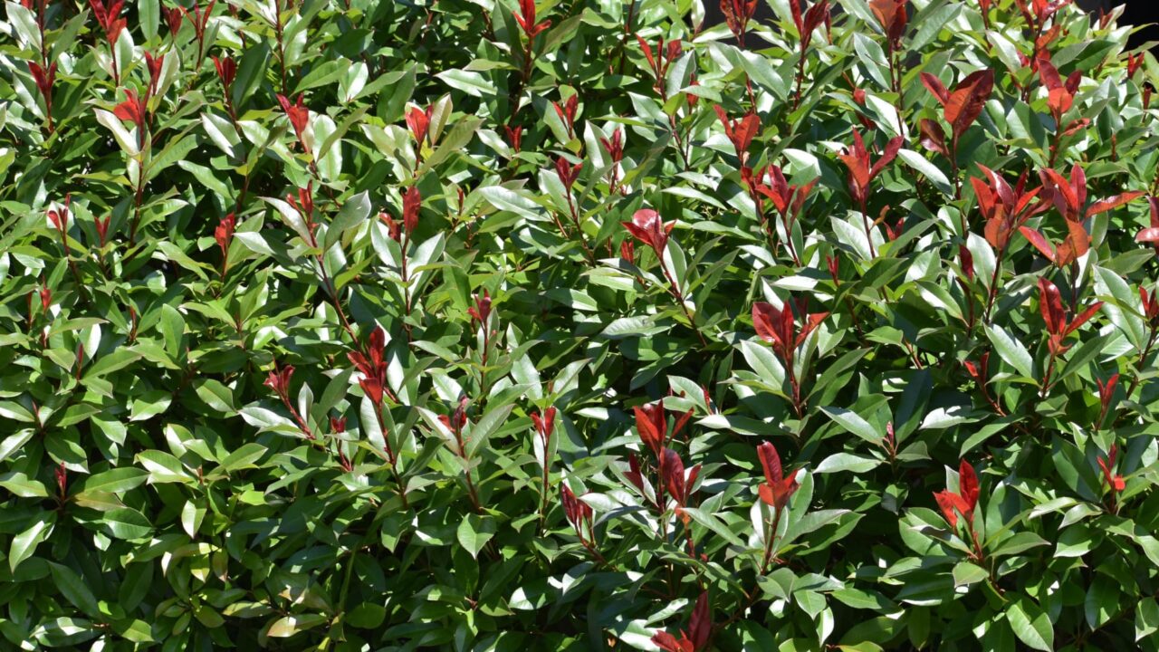 レッドロビン第２次新葉萌え始め20220523