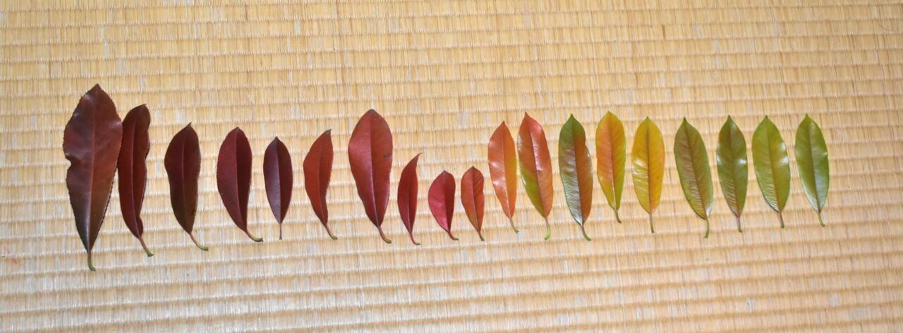 レッドロビン美しい枯れ葉（黄緑～茶）20220526