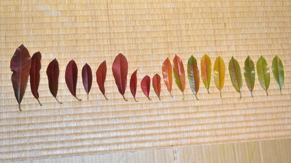 レッドロビン美しい枯れ葉（黄緑～茶）20220526（キャッチ画像）