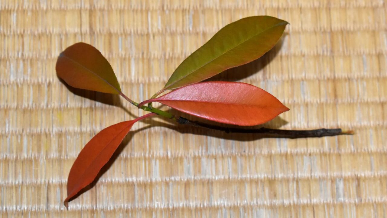 レッドロビン葉色の変わり始め20220526