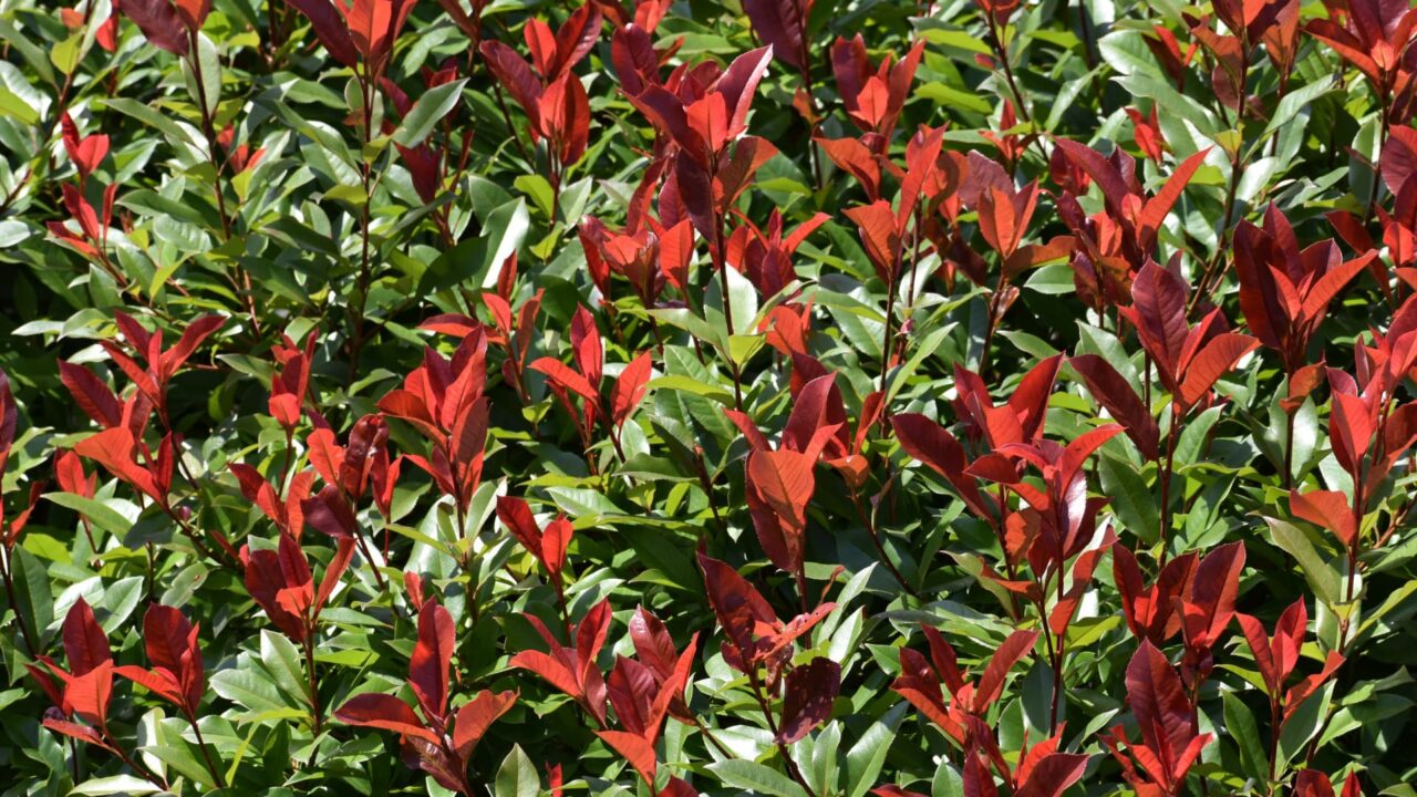 レッドロビン第２次新葉萌え始め20220530