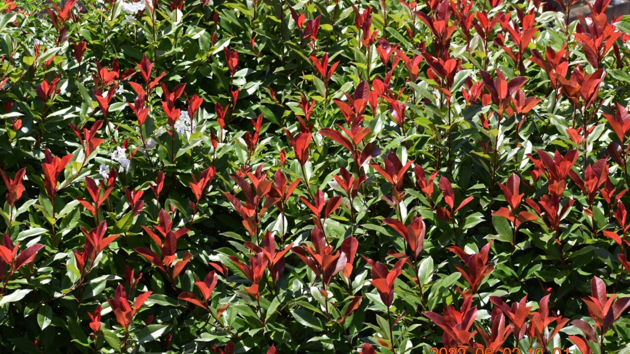 レッドロビン２次新葉20220602-1