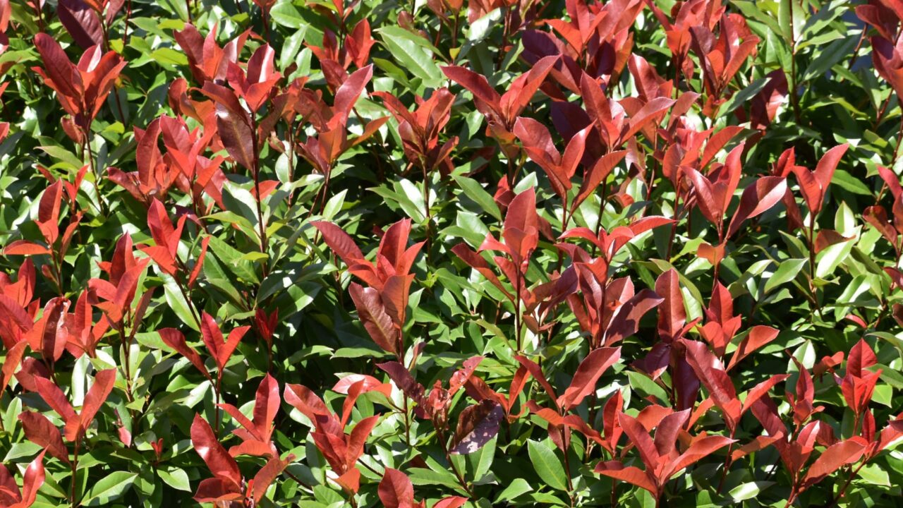 レッドロビン２次新葉20220602-2