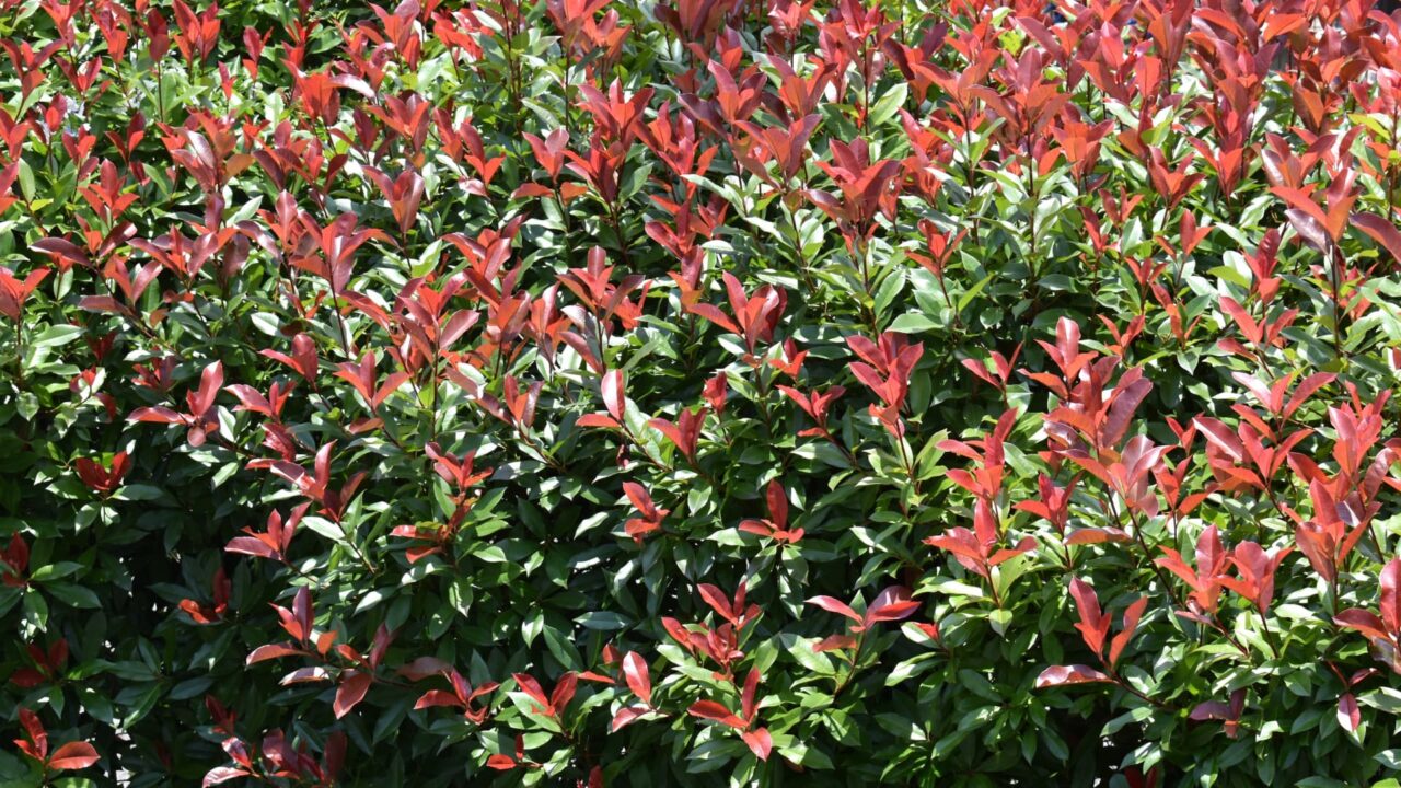 レッドロビン２次新葉20220605