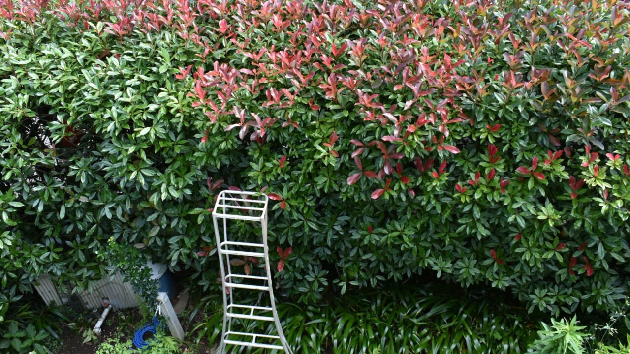 レッドロビン枝の剪定20220613