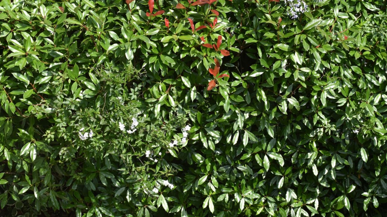 レッドロビン新緑20220613-2