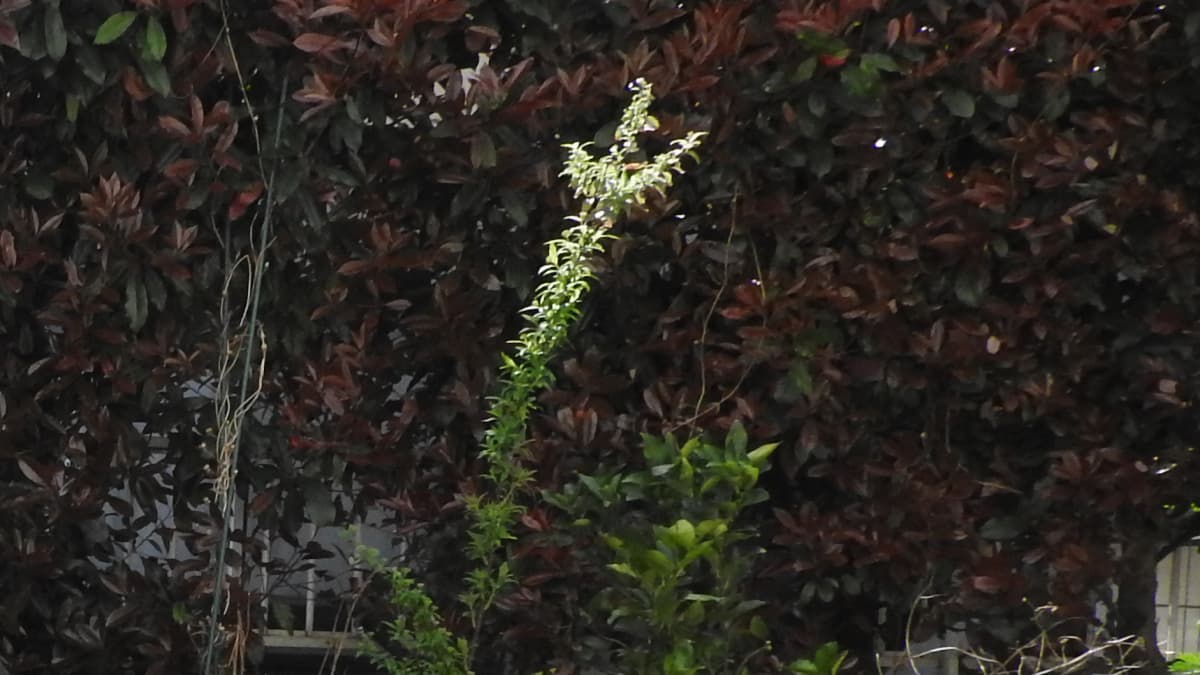 こでまり20170412