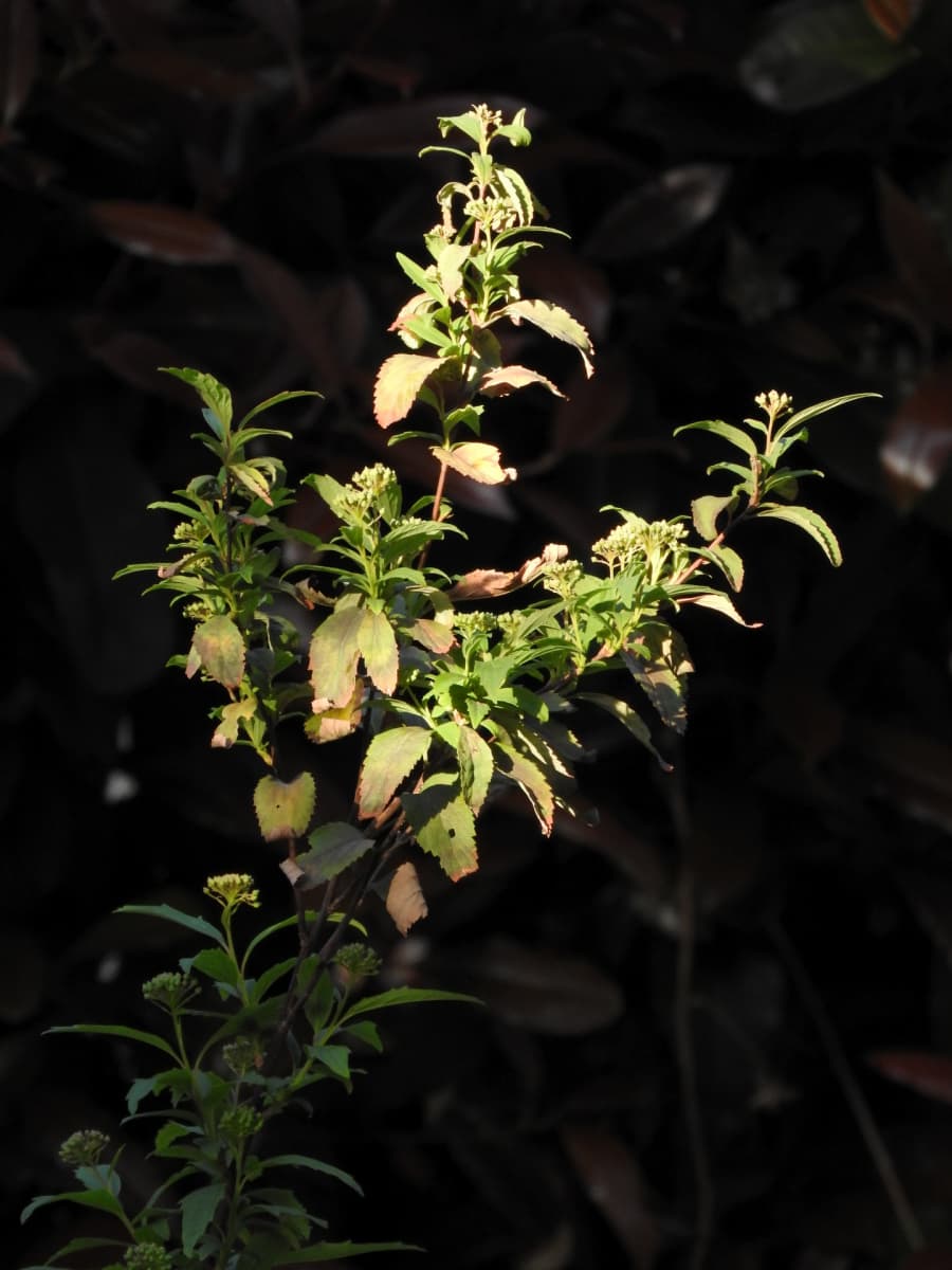 こでまり20170414