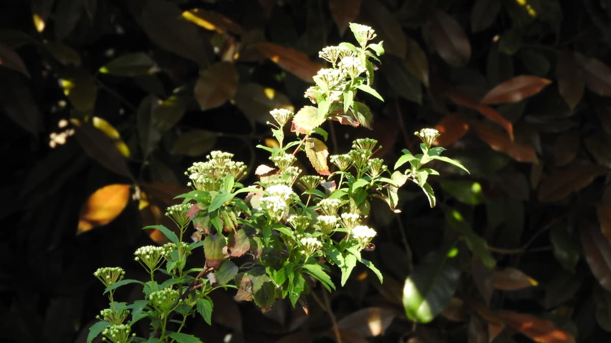 こでまり20170423