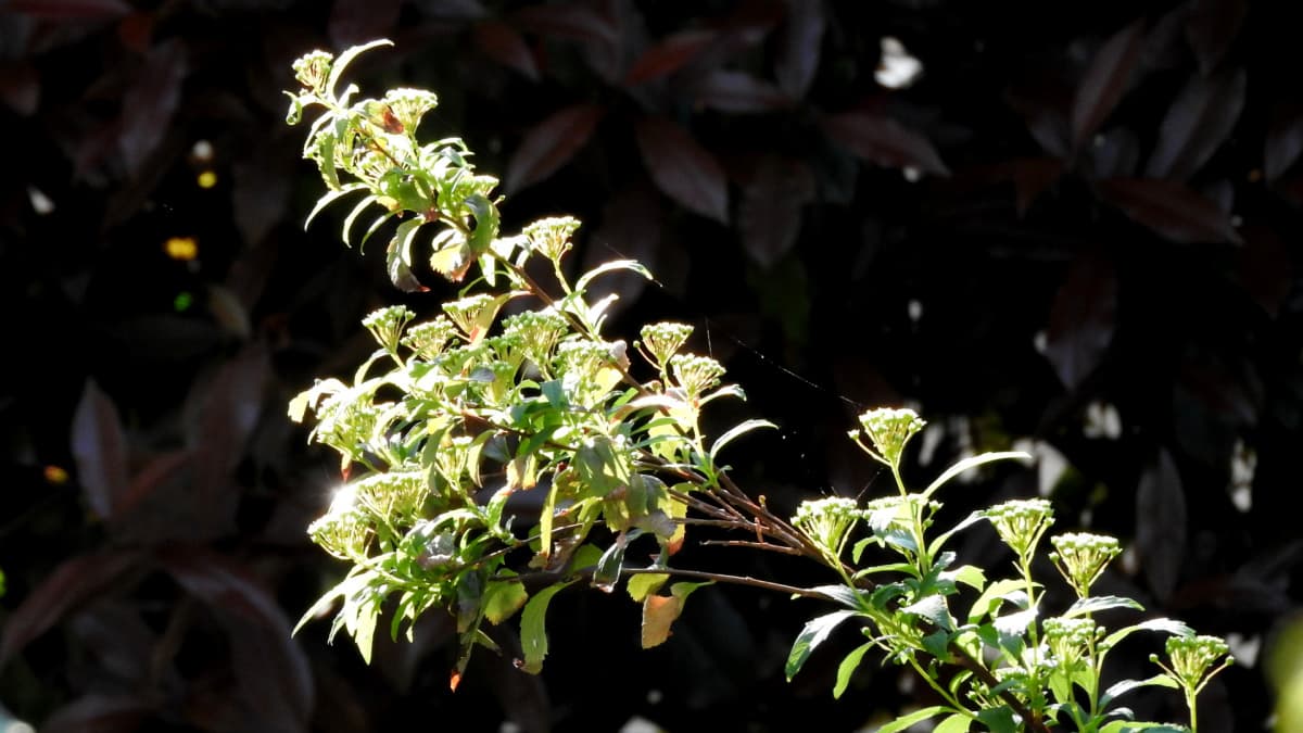 王冠のようなこでまりの蕾