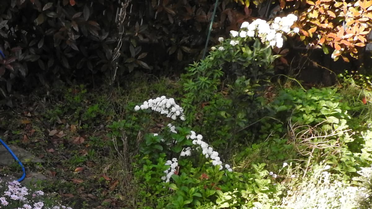 こでまり咲く20170429