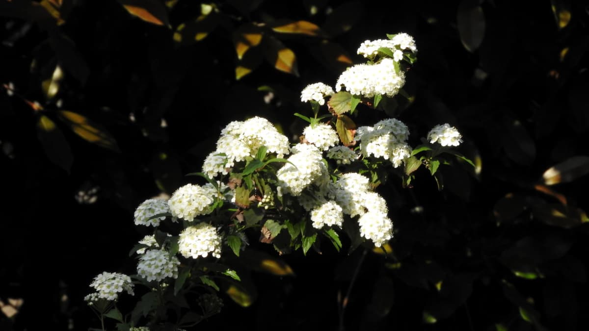 バウンドするコデマリの花