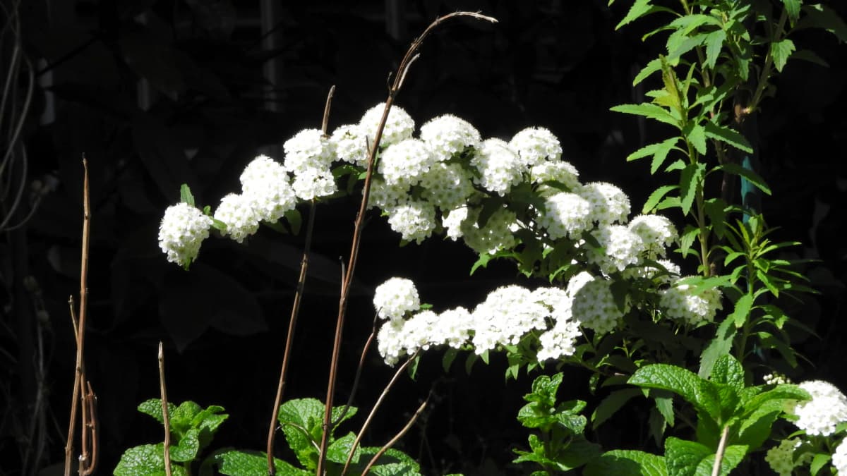 ポンポン手毬のコデマリの花