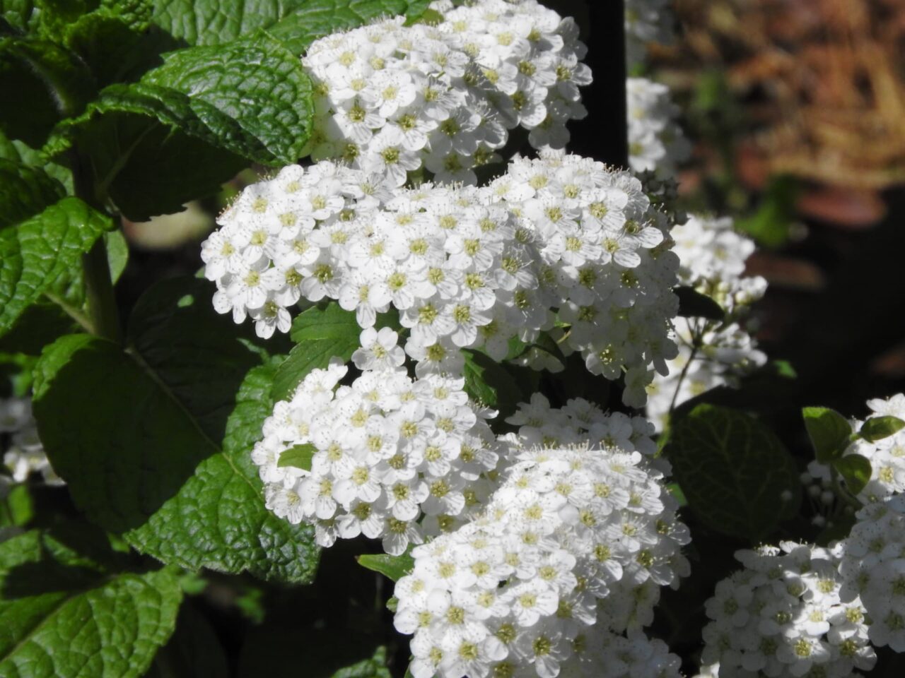 コデマリの花房