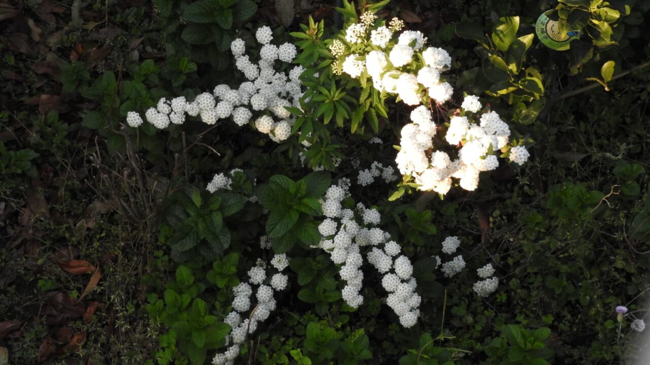 こでまりの芸術的な形