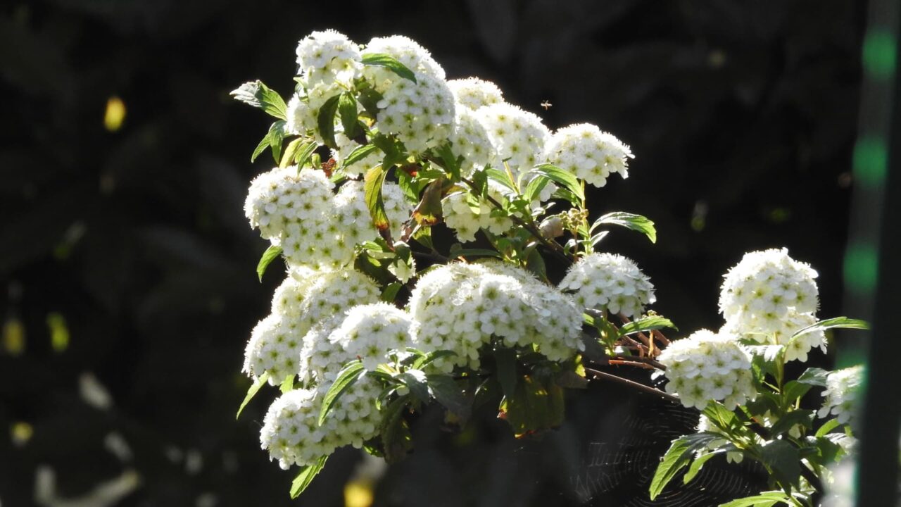 盛り上がるこでまりの花房