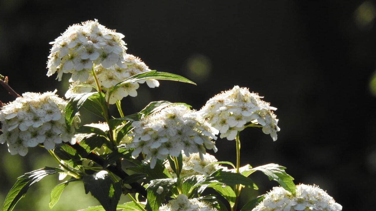 傘のようなコデマリの花