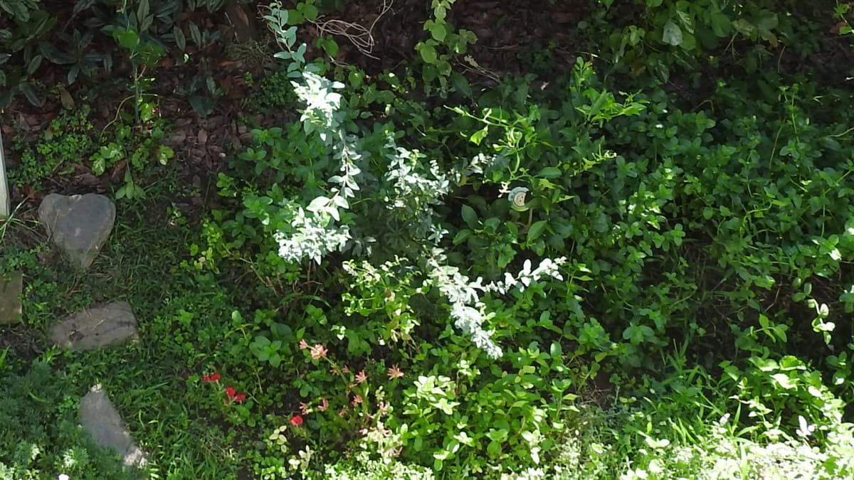 枝が伸びるコデマリ８月