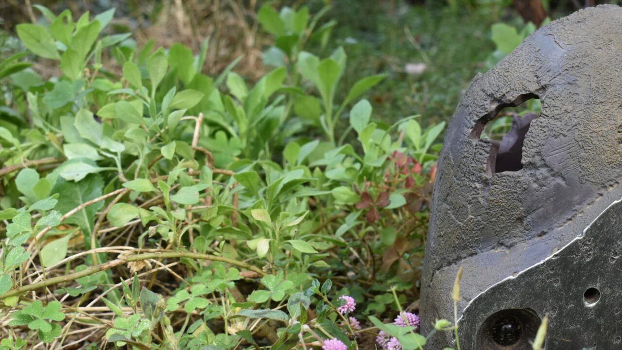 ヒメツルソバとロボ兵顔左2020近接撮影