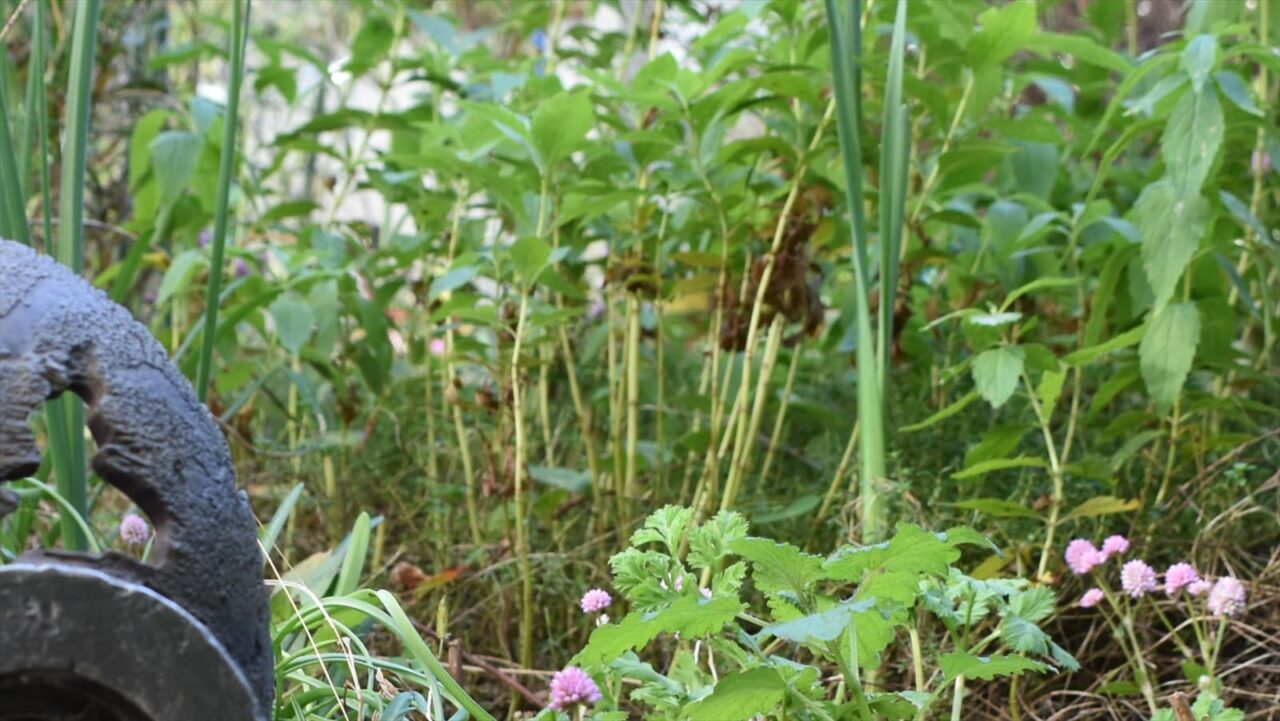 ヒメツルソバとロボ兵頭右2020近接撮影