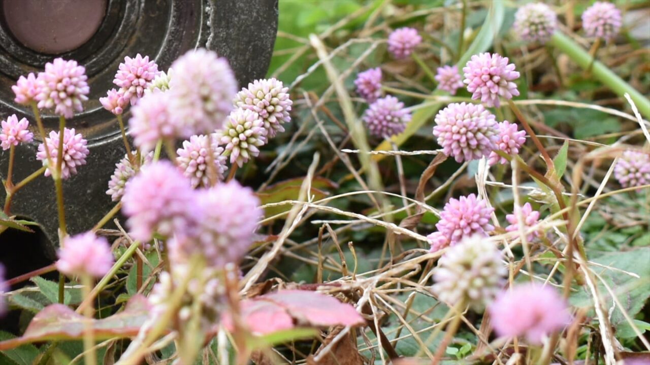 ヒメツルソバとロボ兵顔左2020近接撮影