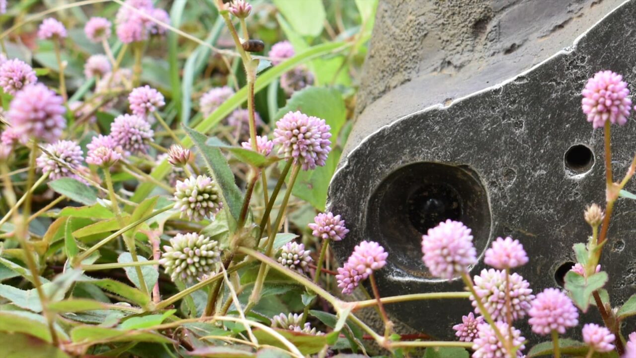 ヒメツルソバとロボ兵顔右2020近接撮影