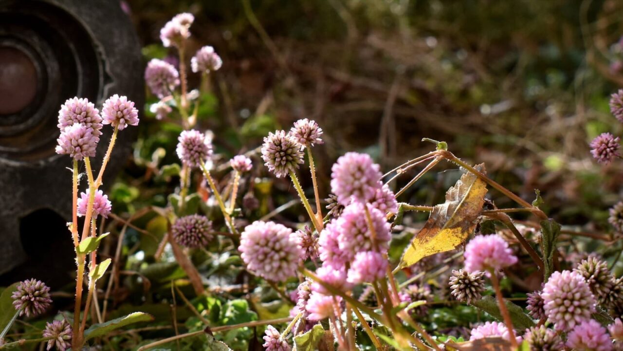 ヒメツルソバとロボ兵2020夜3