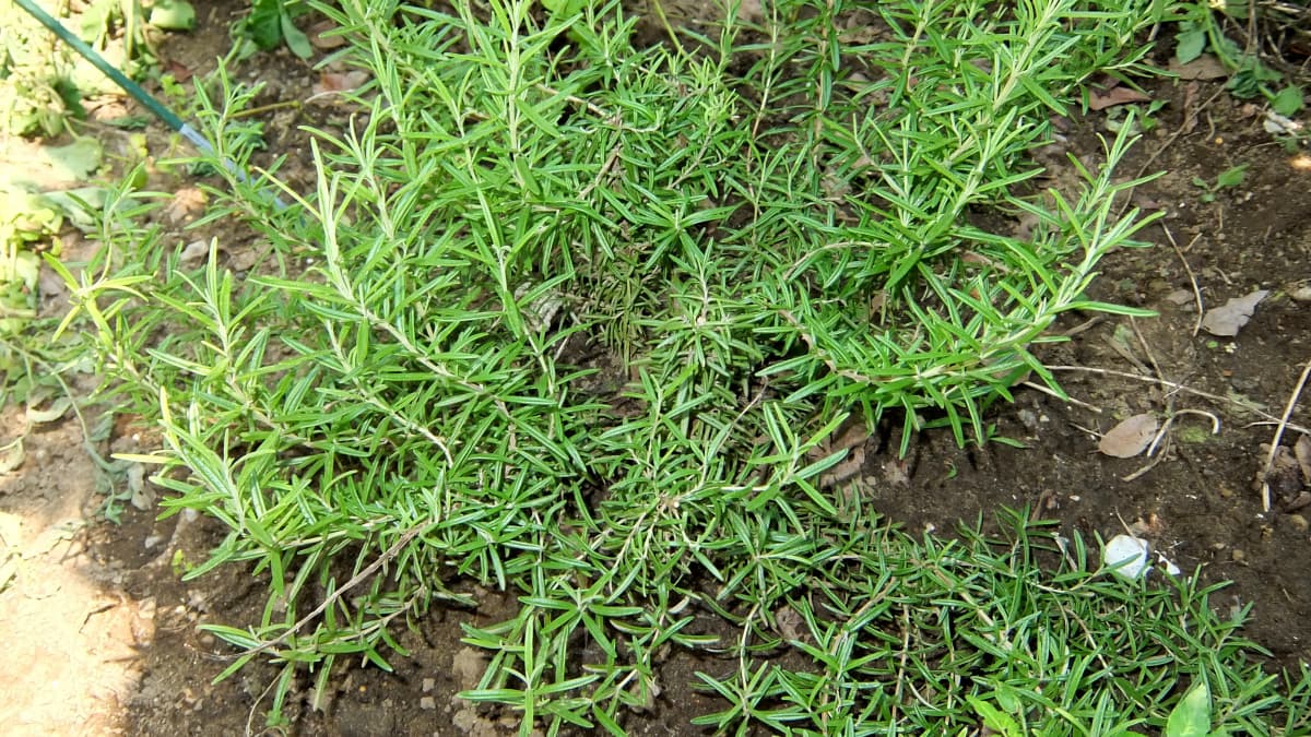 ローズマリー20150712