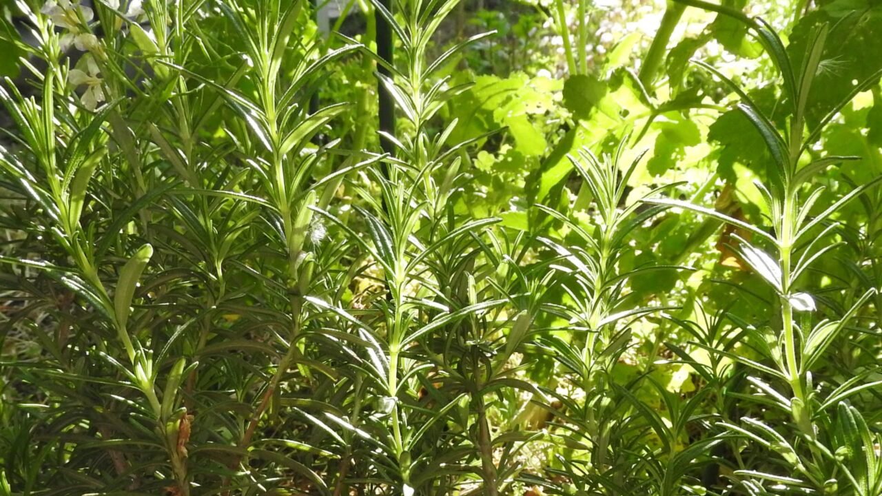 朝日に輝くローズマリーの葉20170505-1