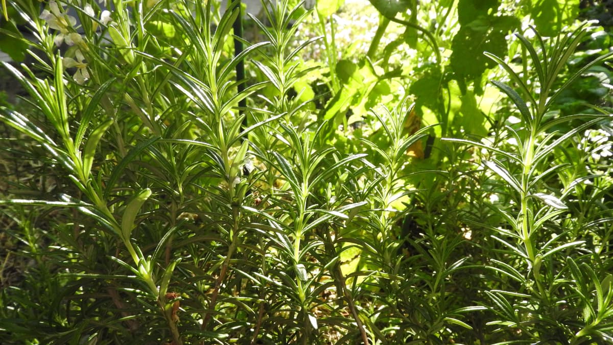 朝日に輝くローズマリーの葉20170505