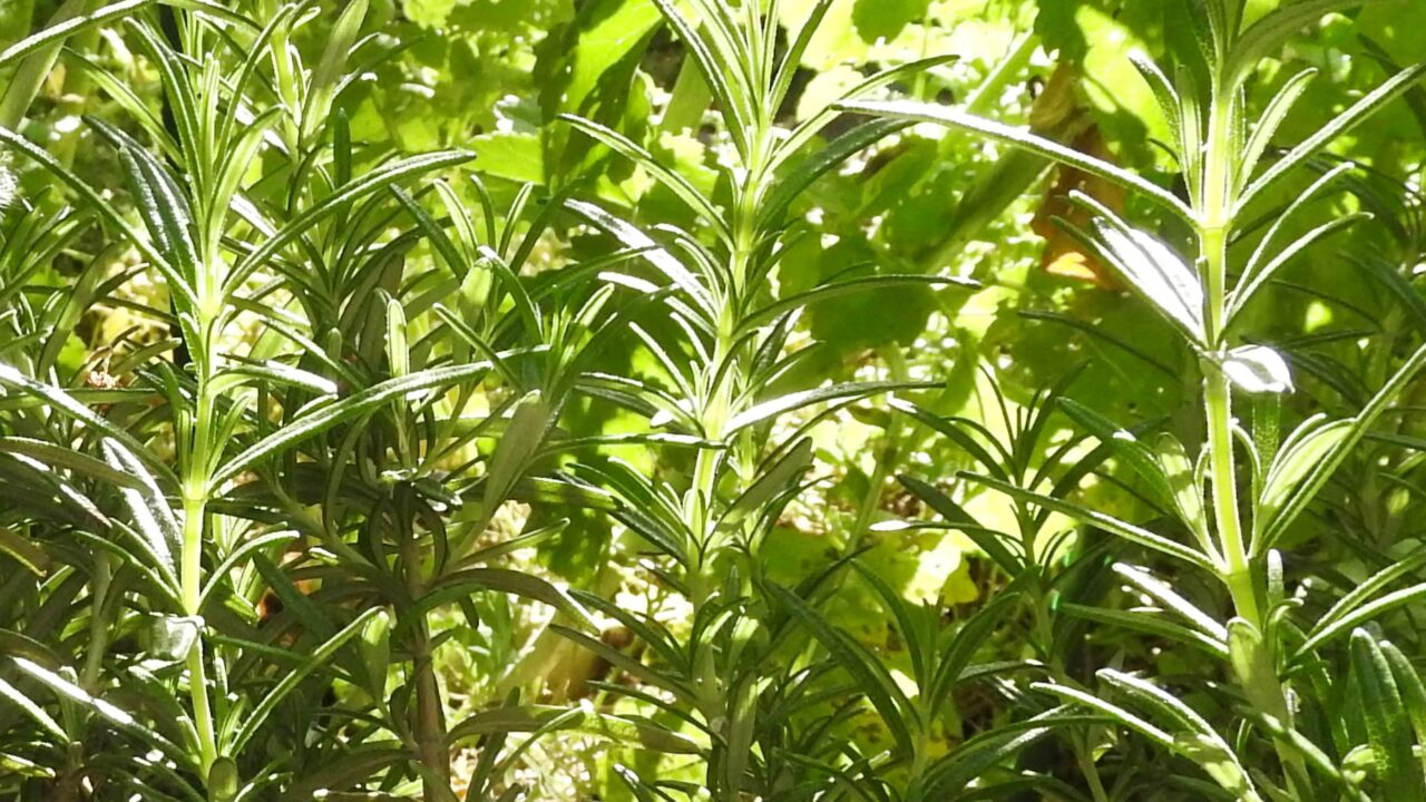 朝日に輝くローズマリーの葉20170505-2