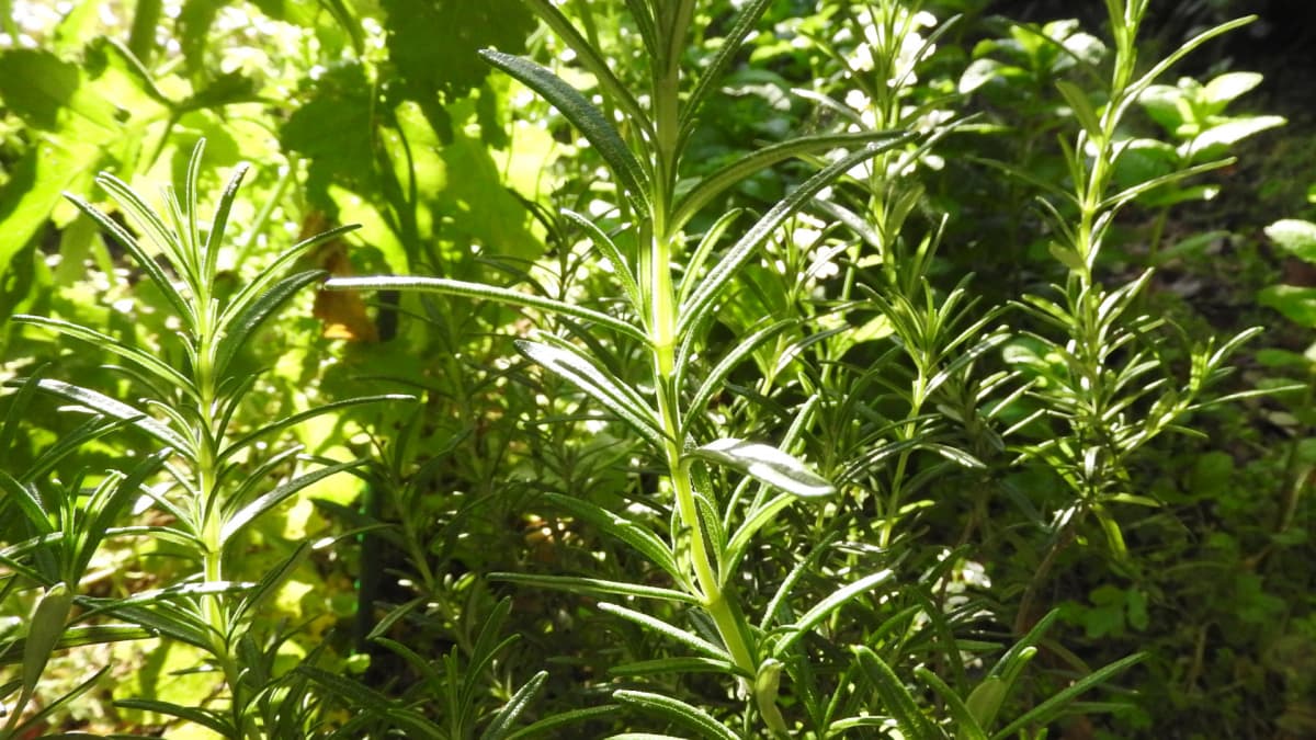 朝日に輝くローズマリーの葉2017キャッチ画像