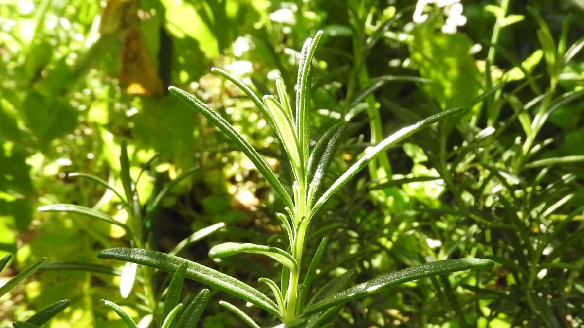 朝日に輝くローズマリーの葉20170505-5