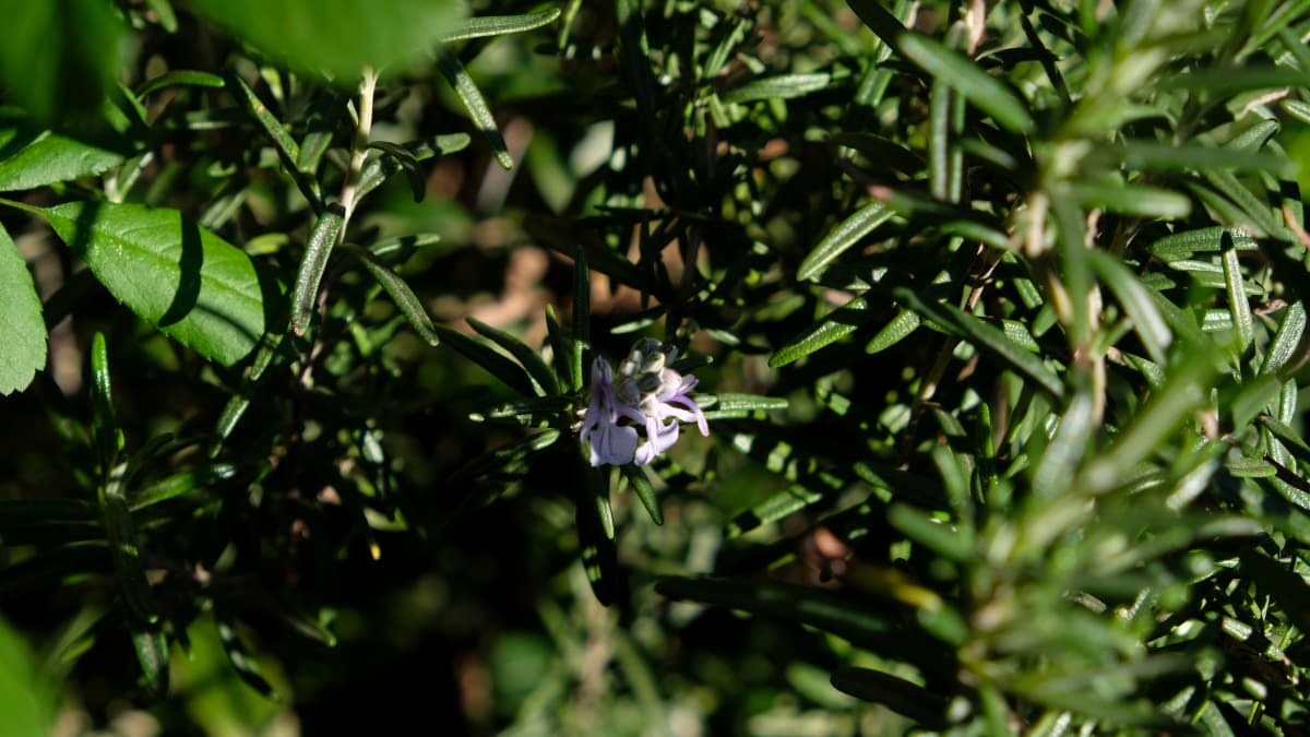 ローズマリーの花20190403