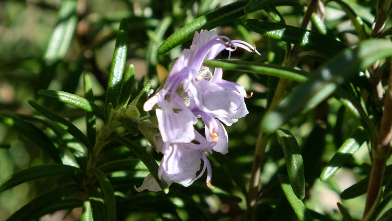 ローズマリーの花20190411