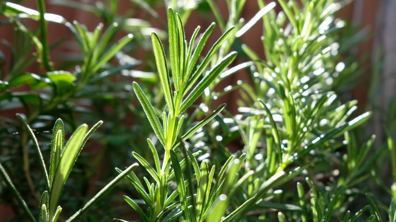 朝日に輝くローズマリーの葉20190420-1