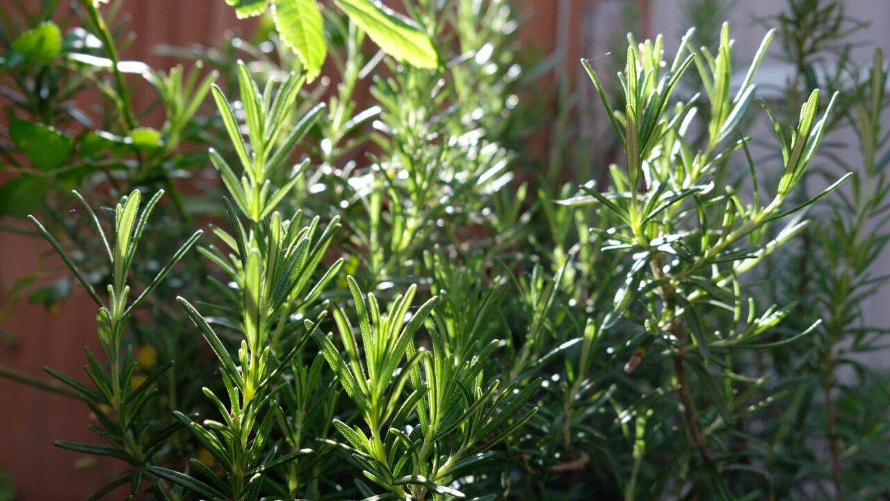 朝日に輝くローズマリーの葉20190420-2