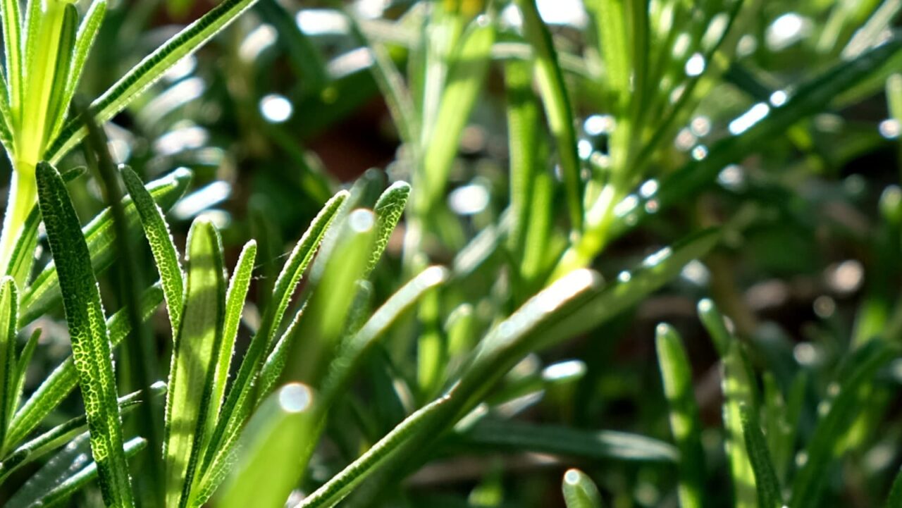 ローズマリーとオーブ201904-1