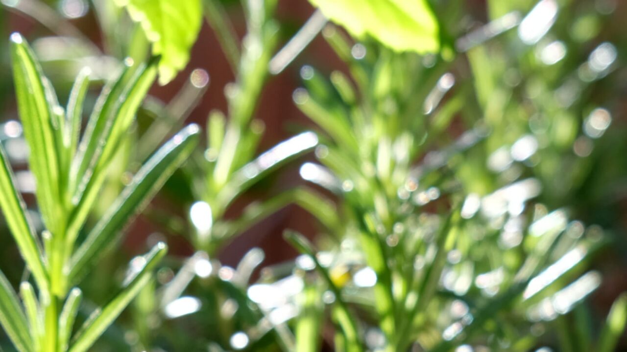 ローズマリーとオーブ201904-2