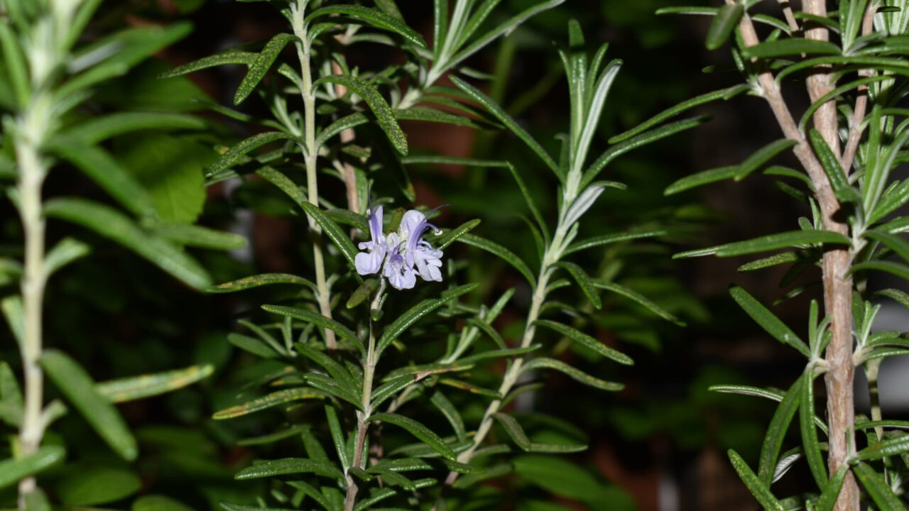 ローズマリーの花20210403