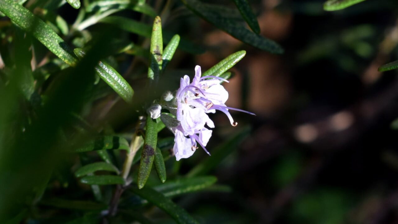 ローズマリーの花20210406-1