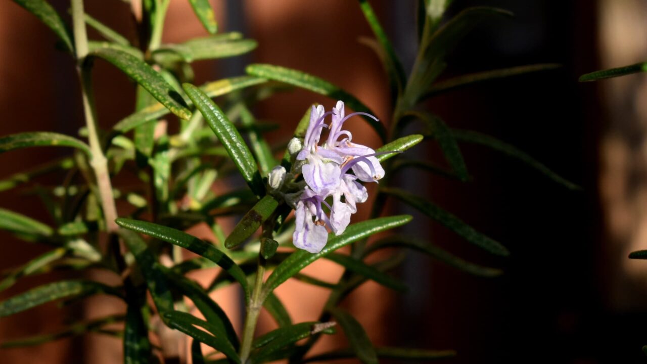 ローズマリーの花20210406-2