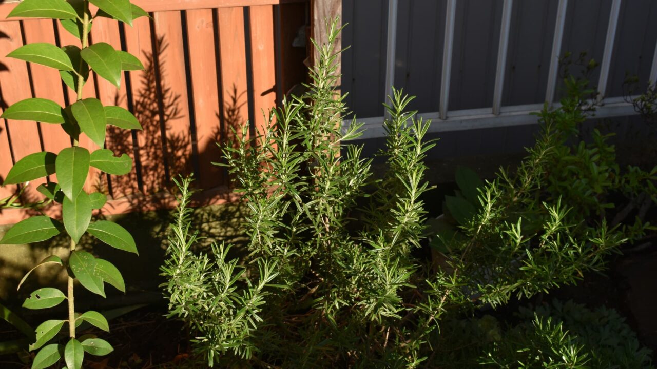 ローズマリー20210415