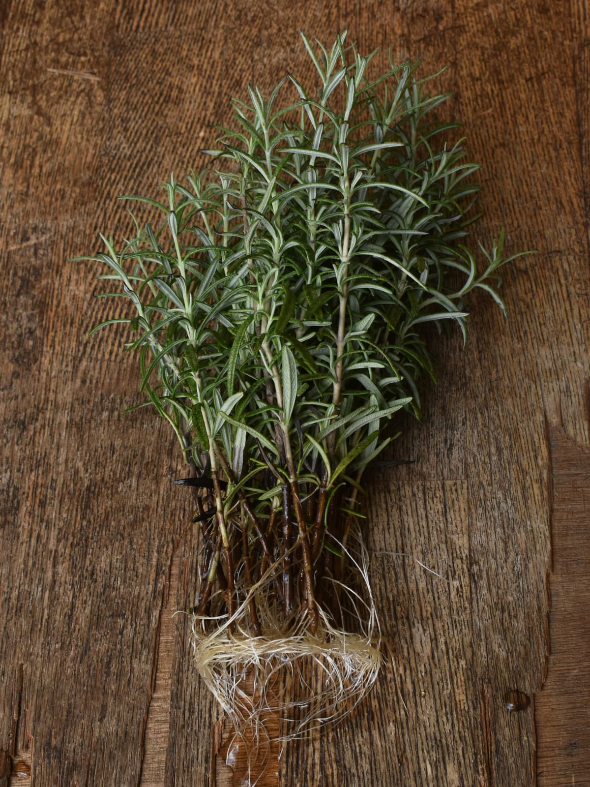 ローズマリーの挿し穂20240430