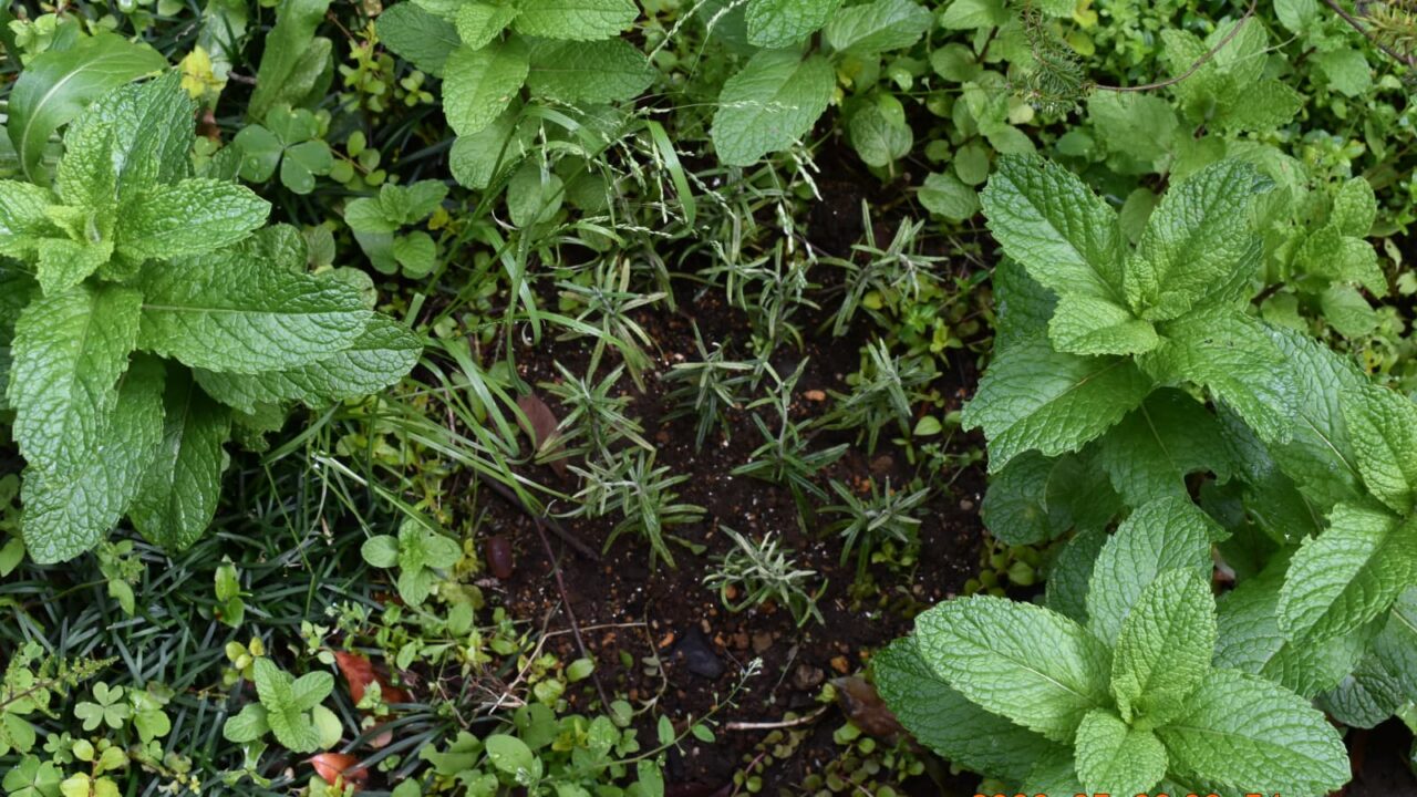 ローズマリーの挿し穂植え付け20220502