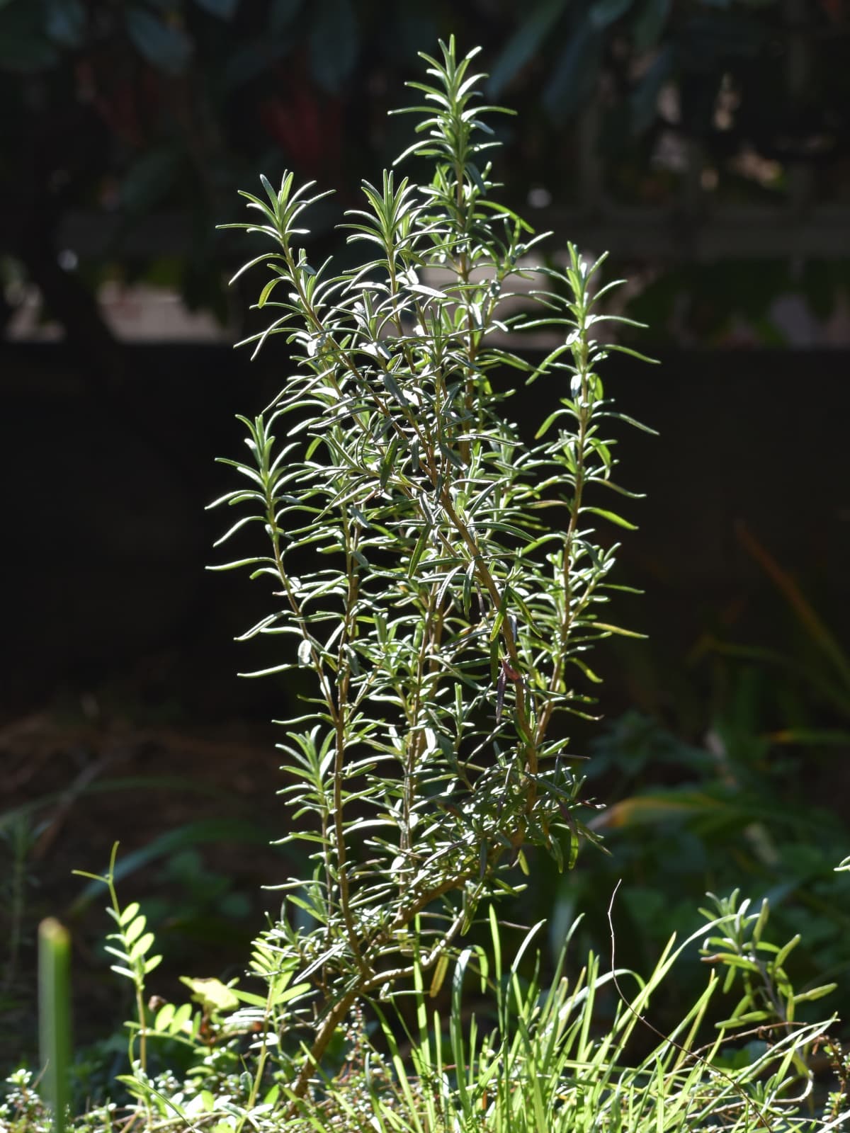庭移植後のローズマリー20230315
