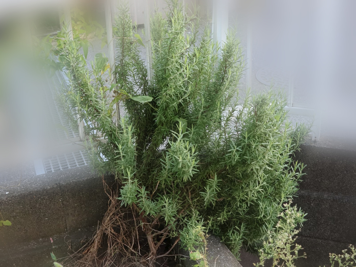 北に植えたローズマリー20230919